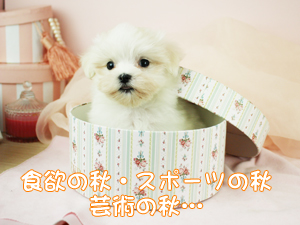 １０月になりました！